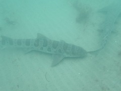 Triakis semifasciata