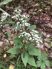 Ageratina
