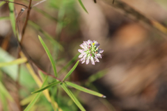 Polygala mariana