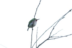 Todus multicolor