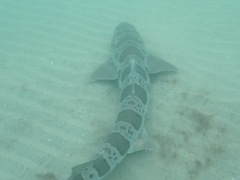 Triakis semifasciata