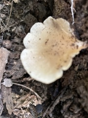 Hohenbuehelia angustata