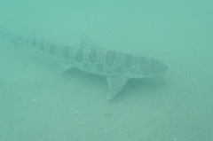Triakis semifasciata