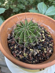 Echinopsis