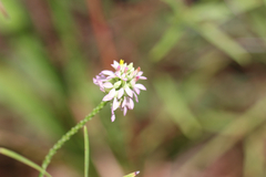 Polygala mariana