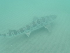 Triakis semifasciata