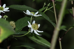Montanoa frutescens