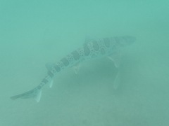 Triakis semifasciata