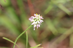 Polygala mariana