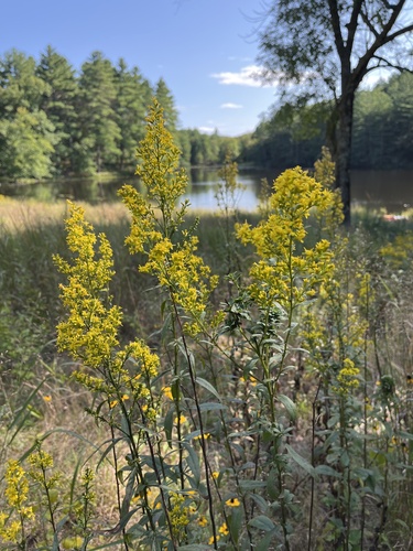 Solidago speciosa