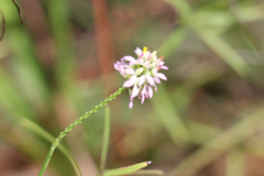 Polygala mariana