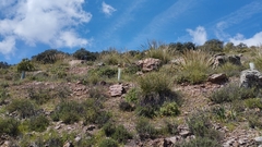 Macrochloa tenacissima