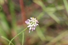 Polygala mariana