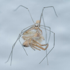 Spermophora senoculata