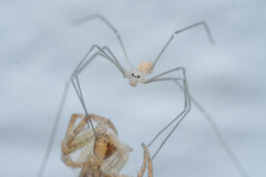 Spermophora senoculata