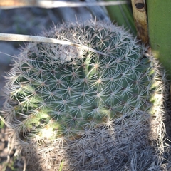 Mammillaria grusonii