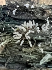 Arcyria cinerea