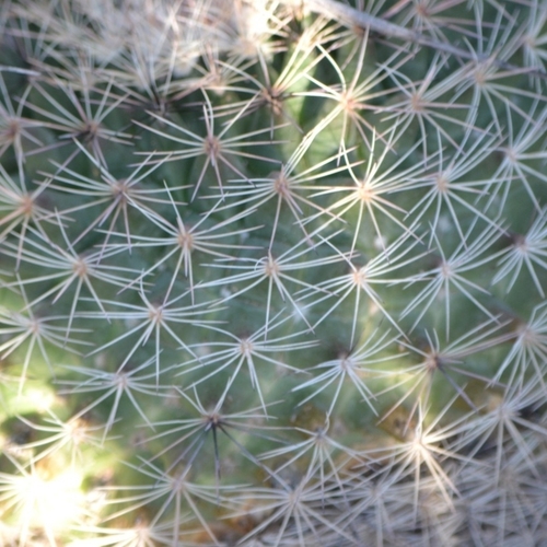 Mammillaria grusonii