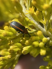 Microrhopala vittata
