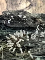 Arcyria cinerea