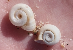 Planorbella campanulata
