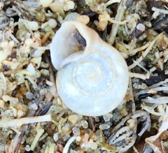 Planorbella campanulata