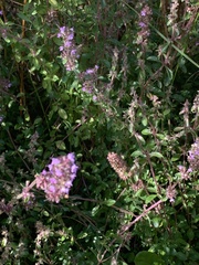 Thymus pulegioides