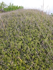 Leucopogon fasciculatus