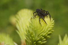 Pardosa amentata
