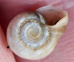 Planorbella campanulata