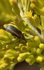 Microrhopala vittata