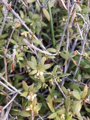 Leucopogon fasciculatus