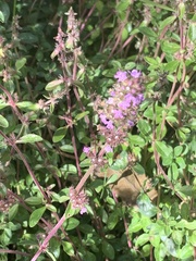 Thymus pulegioides