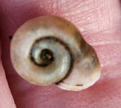 Planorbella campanulata