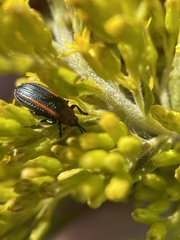 Microrhopala vittata