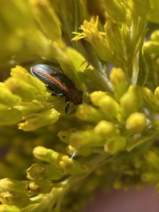 Microrhopala vittata