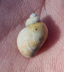 Caenogastropoda