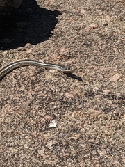 Masticophis taeniatus