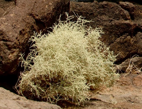 Salsola tragus