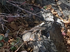 Sceloporus occidentalis bocourtii