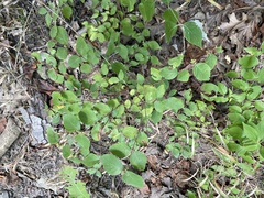 Symphoricarpos orbiculatus