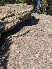 Masticophis taeniatus