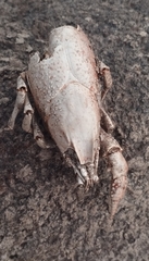 Astacidea