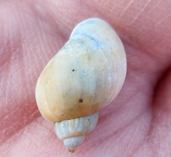 Caenogastropoda