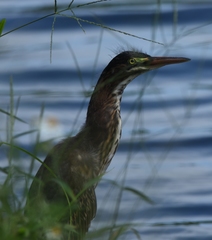 Butorides virescens