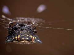 Gasteracantha cancriformis