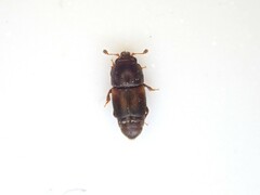 Carpophilus