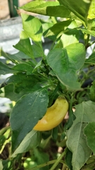Capsicum
