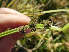 Cyperus difformis