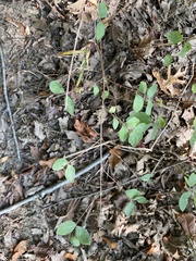 Symphoricarpos orbiculatus